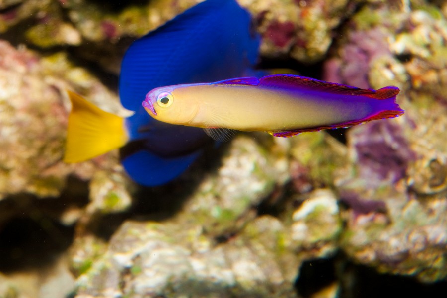 Purple Firefish (Nemateleotris decora) in Saltwatwer Aquarium